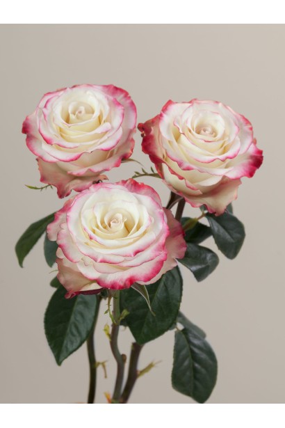 Роза биколор Sweetness